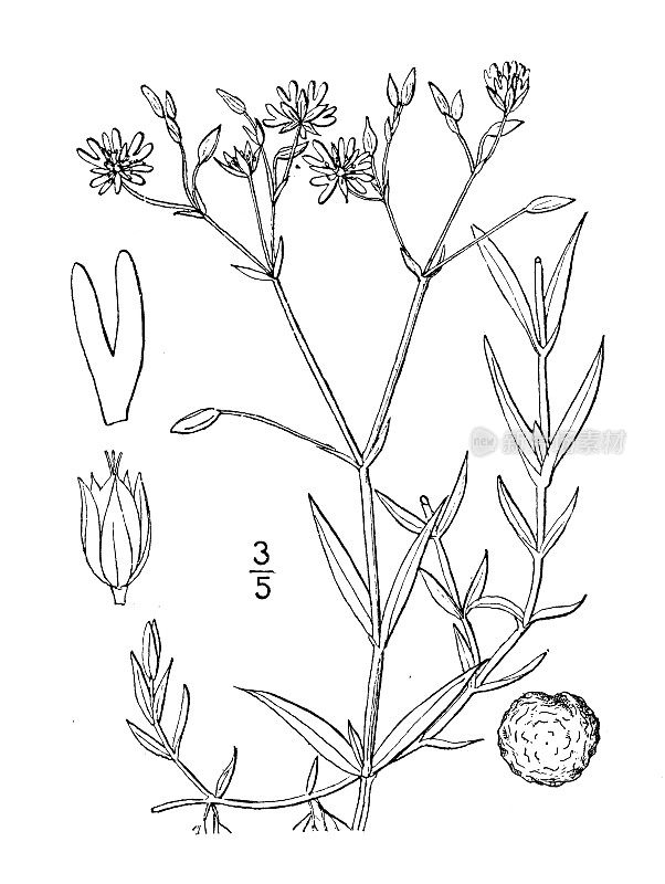 古植物学植物插图:alsin graminea, Lesser Stichwort